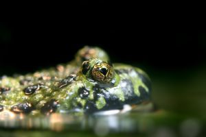 Close up of Green fire bellied toads eyes