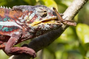 Panther Chameleon eating a cricket just caught