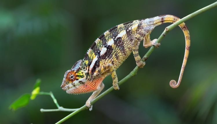 Panther Chameleon (furcifer pardalis)