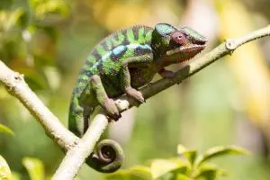 Panther Chameleon (furcifer pardalis) from madagascar