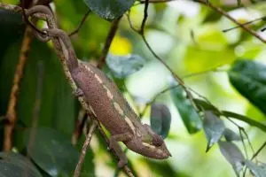 Panther Chameleon in its habitat