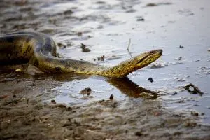 Green anaconda slithering in mud