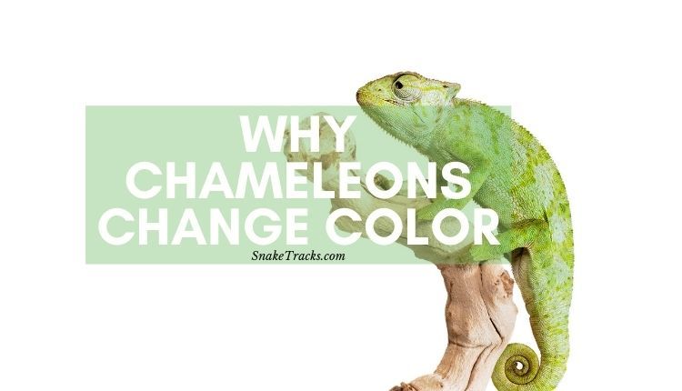 why chameleons change color
