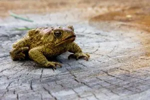 American toad (Anaxyrus americanus)