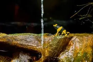 Bumble bee poison dart frog (Dendrobates leucomelas)