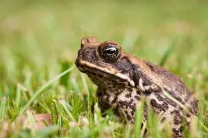 Cane Toad (Rhinella marina)