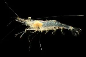 Freshwater ghost shrimp on black background