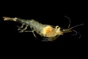 Ghost Shrimp Swimming also known as Palaemonetes paludosus