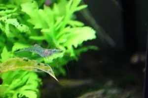 Ghost Shrimp swimming in aquarium