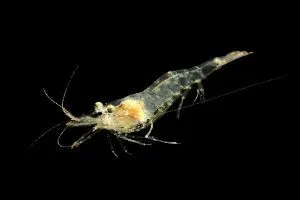 Glass Shrimp also known as ghost shrimp swimming
