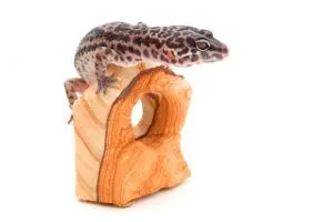 Leopard gecko climbing on wooden enclosure decoration accessory