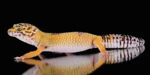 Leopard gecko with vibrant colors