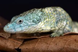 Mixtecan arboreal alligator lizard (Abronia mixteca)