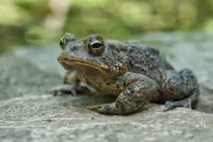 Oak Toad (Anaxyrus quercicus)