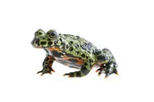 Oriental Fire bellied toad (Bombina Orientalis)