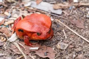 Tomato toad (Dyscophus antongilii)