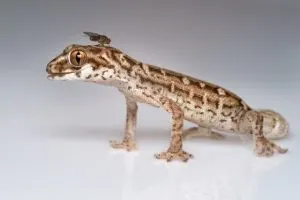 Viper Gecko Care