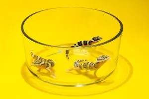 baby leopard geckos in a small glass container