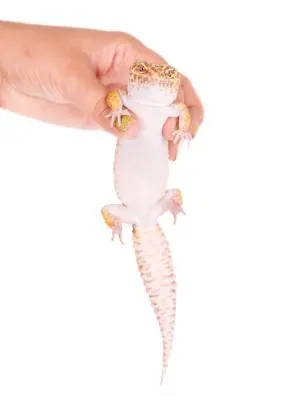 leopard gecko being held without prolapse