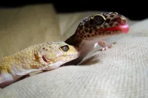 two leopard geckos together