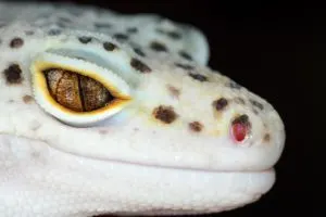 white leopard gecko eye up close