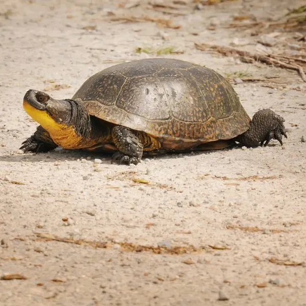 Blandings turtle found at Shimek State forrest in Iowa