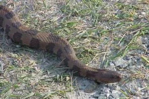 Brown Water Snake (Nerodia taxispilota)