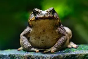 Cane toad care (Rhinella Marina)