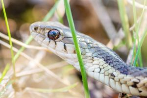 Eastern Garter Snake (Thamnophis sirtalis sirtalis)