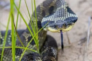 Eastern Hognose (Heterodon platirhinos) Snake with flattened head coiled up