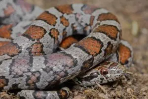 Eastern Milk Snake (Lampropeltis triangulum triangulum)