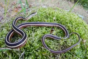 Eastern Ribbon Snake (Thamnophis sauritus sauritus)