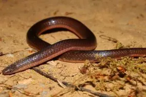 Eastern Worm snake (Carphophis amoenus amoenus)