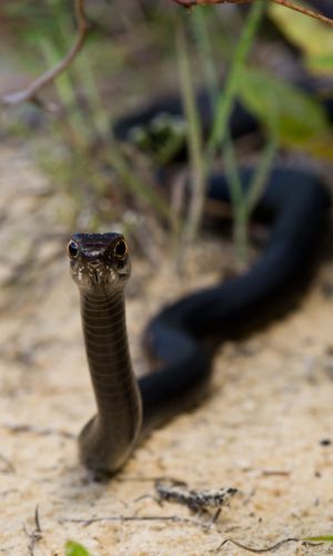 Northern Black Racer (Coluber constrictor constrictor)