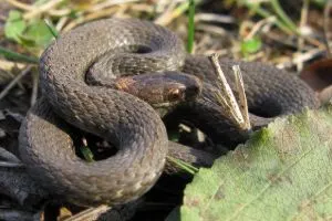 Northern Redbelly Snake - (Storeria occipitomaculata occipitomaculata)