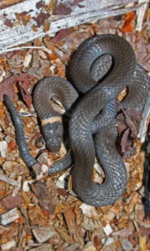 Northern Ringneck Snake (Diadophis punctatus edwardsii)