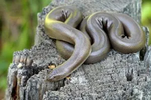 Northern Rubber Boa (Charina bottae)