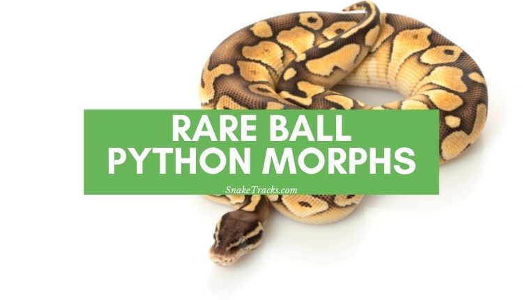 Rare Ball Python Morphs