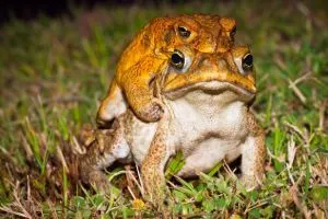 Two cane toads (Bufo marinus) mating