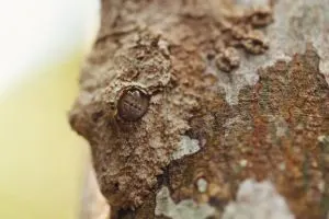 Uroplatus Sikorae Care