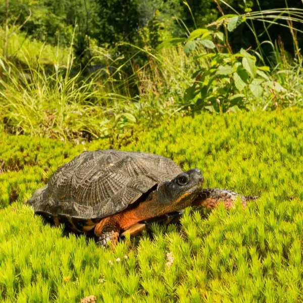 Wood turtle in Iowa forrest (Glyptemys insculpta)