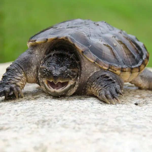 Young common snapping turtle on a rock in a defensive position in Elk Rock state park in Iowa
