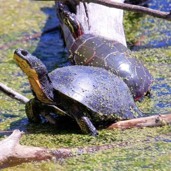 Blandings turtle (Emydoidea blandingii) perched on debree with a painted turtle behind it