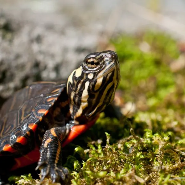 Close up of young baby Eastern Painted turtle (Chrysemys picta) on grass
