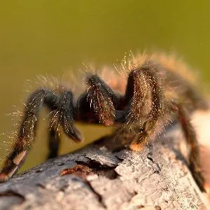 Common pink toe tarantula on tree blanch on ground (Avicularia avicularia)