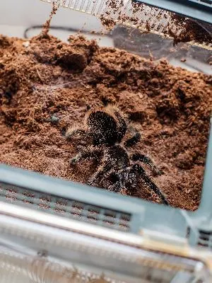 Curly Hair Tarantula in enclosure