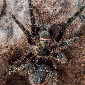 Curly Hair Tarantula