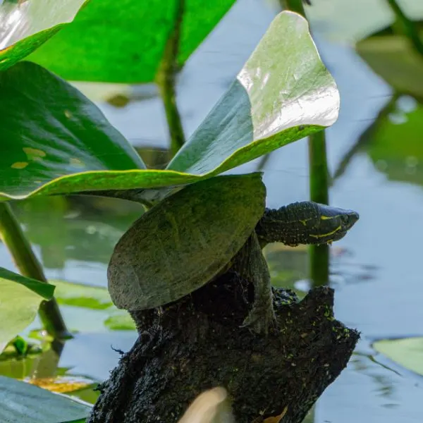 Eastern musk turtle (Eastern Musk Turtle) perched on dirt under a leaf by Curtis Meyers