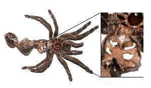 Female Tarantula Molt