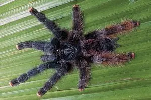 Female pink toe tarantula (Avicularia avicularia) on leaf